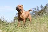 SHAR-PEI 481